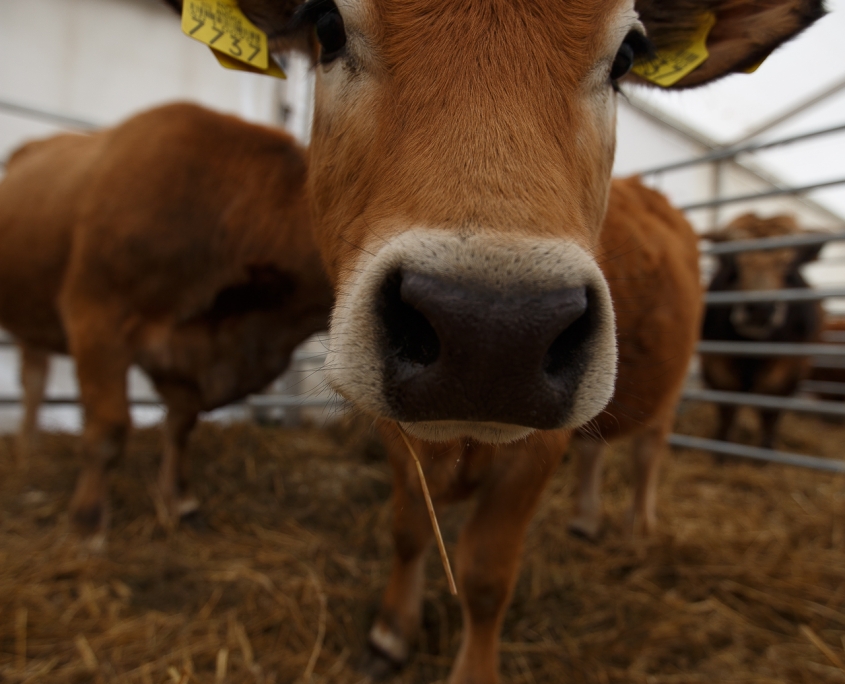 expozitie-de-animale-de-rasa-agraria-2019