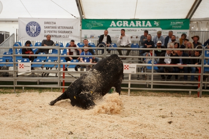 aberdeen-angus-agraria-2019