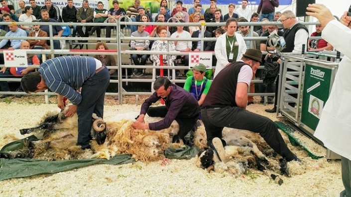 evaluare-in-ring-ovine